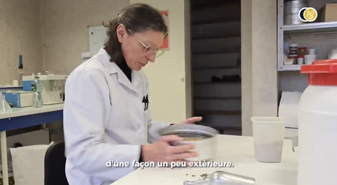 Une femme en blouse blanche examinant des échantillons de blé