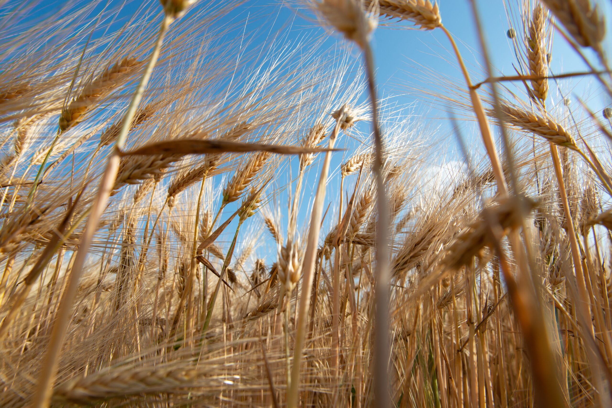 Des épis de blé en gros plan en contre-plongée